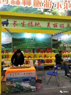 象棋山茶葉 回顧2018，展望2019——美麗山小緣分